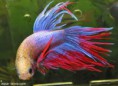 /album/fotogaleria/betta-splendens-1-jpg/